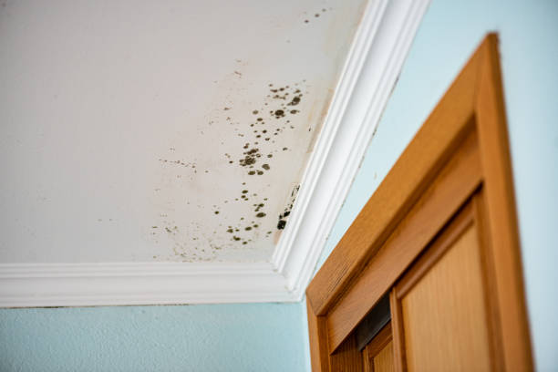 Best Fast Mold Removal  in Clayton, NJ