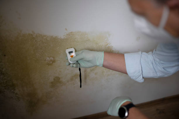 Best Commercial Mold Removal  in Clayton, NJ