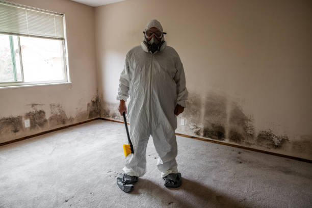Mold Removal and Inspection in Clayton, NJ